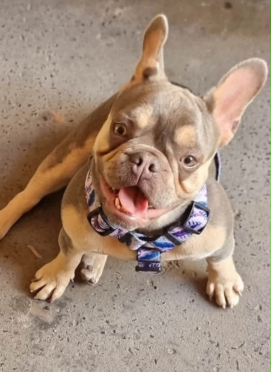 AVA, female puppy English Bulldog for adoption at Fundacja AST (Adoptuj Staffa i Teriera)