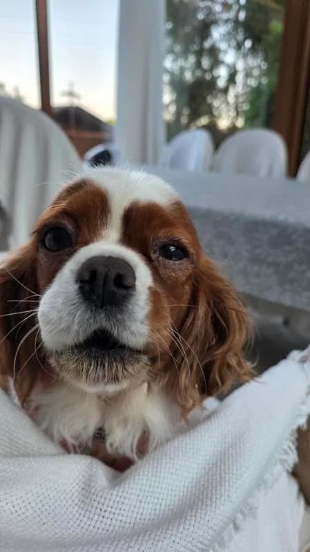 FRUZIA, female senior Mixed Breed for adoption at Fundacja AST (Adoptuj Staffa i Teriera)