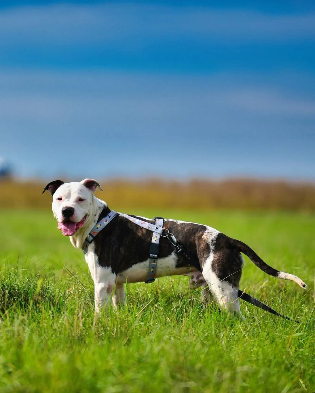 BUBU, 6yo American Staffordshire Terrier for adoption at Fundacja AST (Adoptuj Staffa i Teriera)