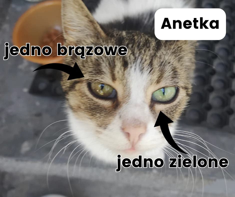 Anetka, female Mixed Breed for adoption at Fundacja Azyl
