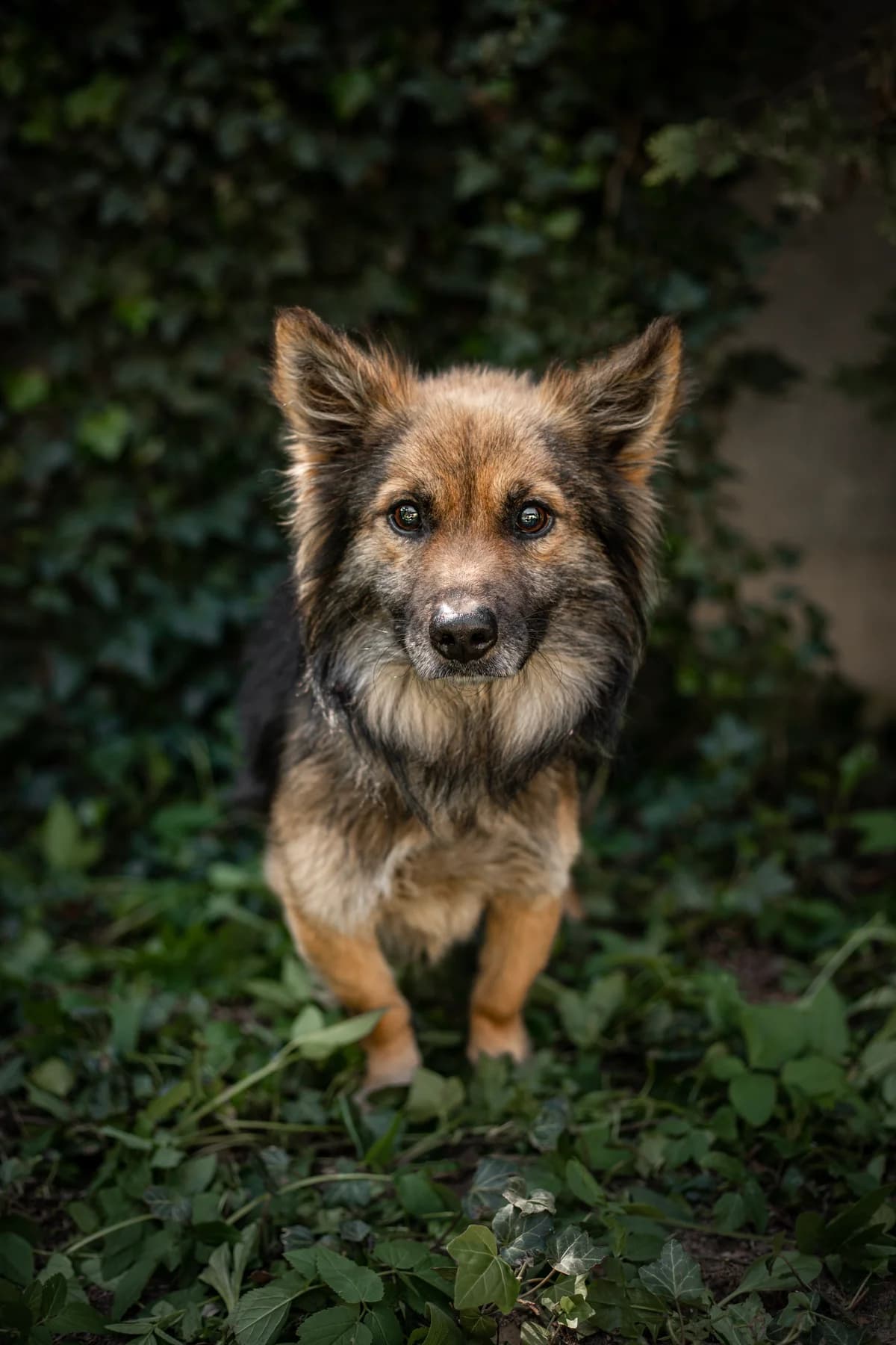 Yoggi, Mixed Breed for adoption at Fundacja Azyl