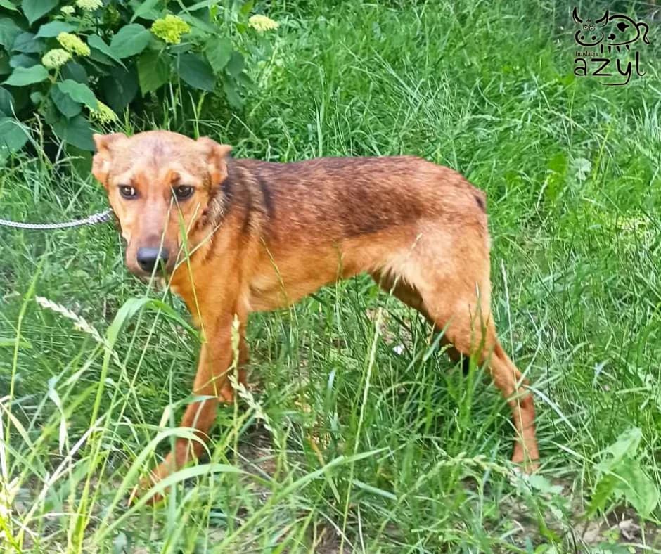 Poldek i Poldzia (do adopcji oddzielnie), female Mixed Breed for adoption at Fundacja Azyl