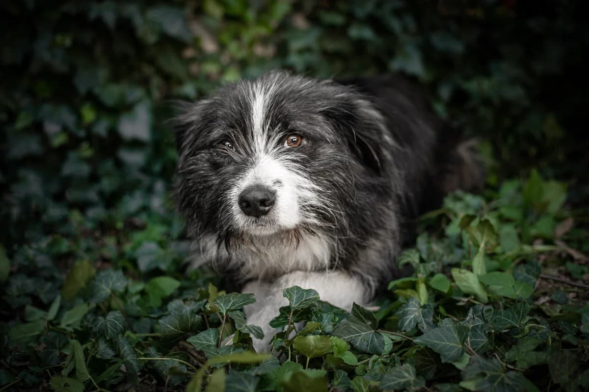 Szadek, male Mixed Breed for adoption at Fundacja Azyl