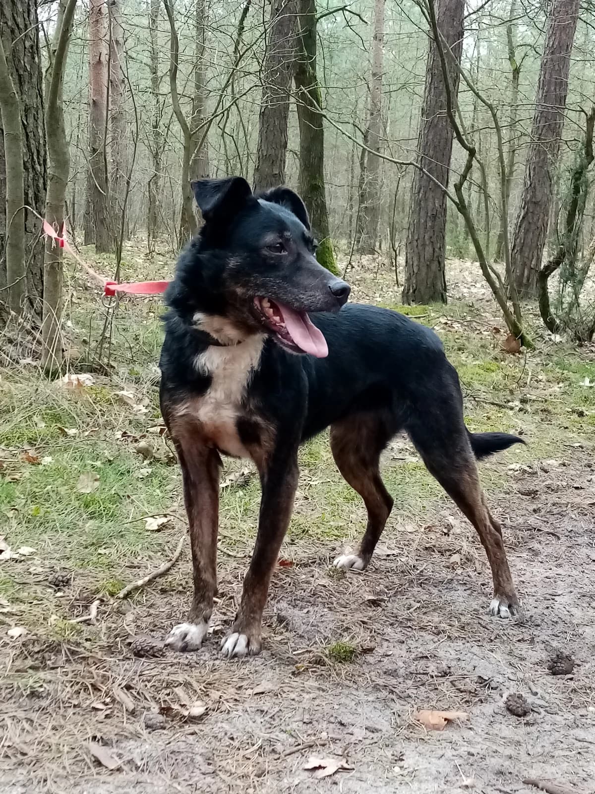 Kira, female Mixed Breed for adoption at Fundacja Azyl