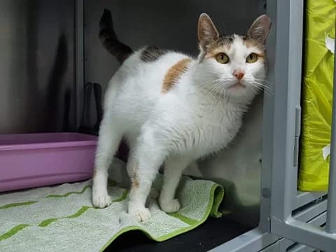 Trinia, female Mixed Breed for adoption at Fundacja Azyl