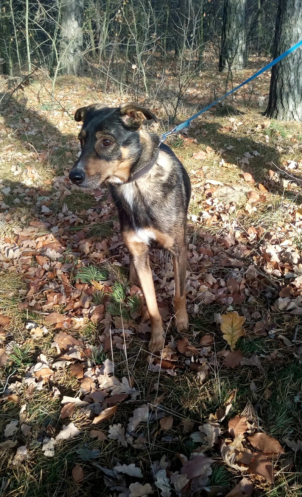 Max, male Mixed Breed for adoption at Fundacja Azyl