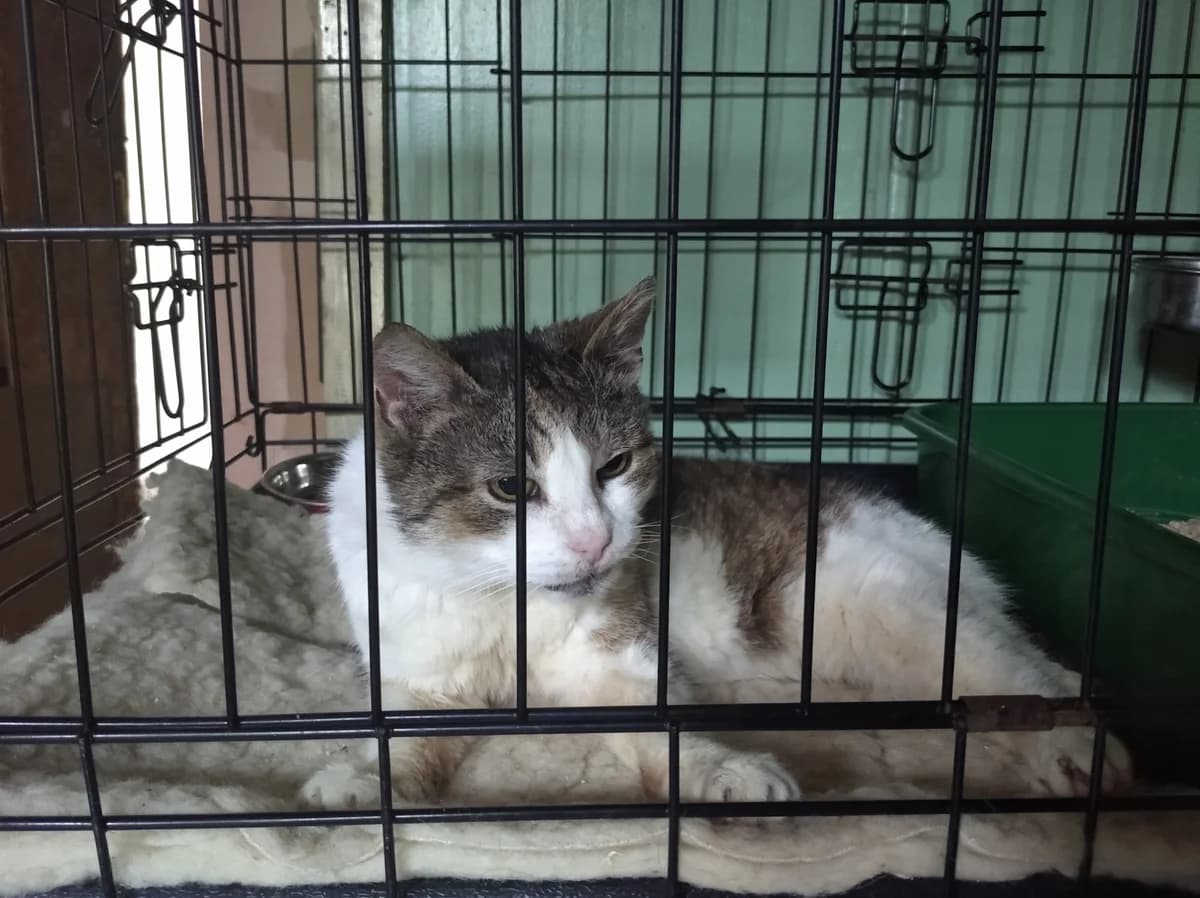 Kotka z Szadku β Babcia, female Mixed Breed for adoption at Fundacja Azyl