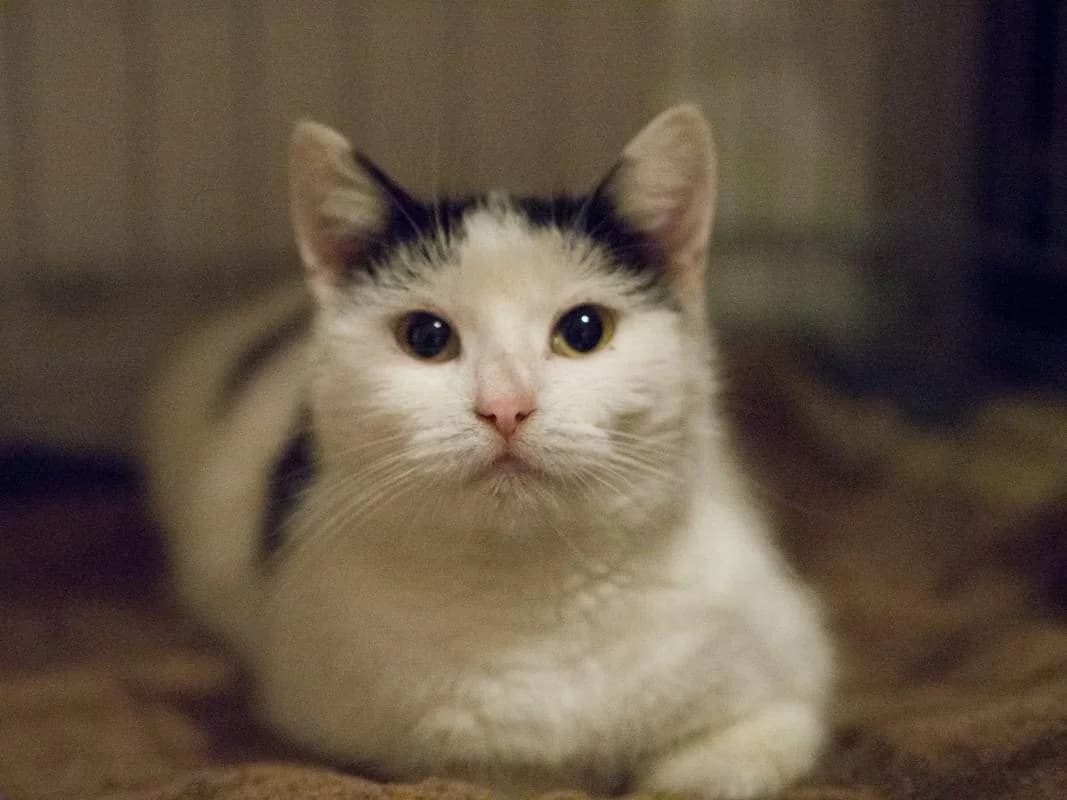 Biała, female Mixed Breed for adoption at Fundacja EkoStraż, Wrocław