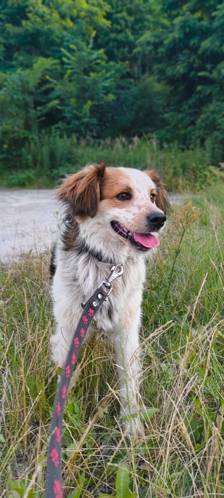 Masło, male 6yo Mixed Breed for adoption at Fundacja EkoStraż, Wrocław
