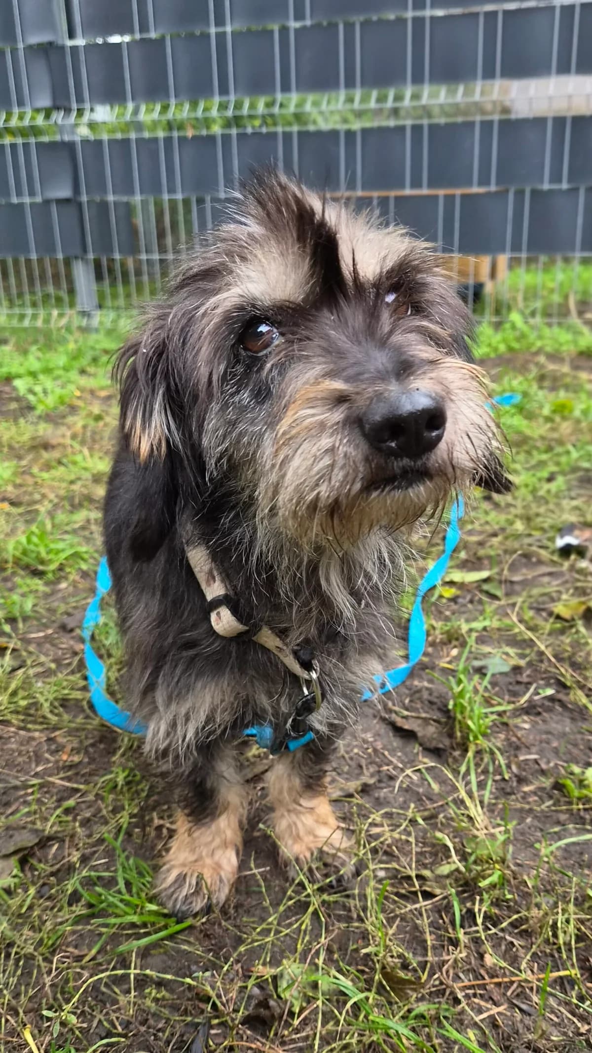Fasola, female 3yo Mixed Breed for adoption at Fundacja EkoStraż, Wrocław