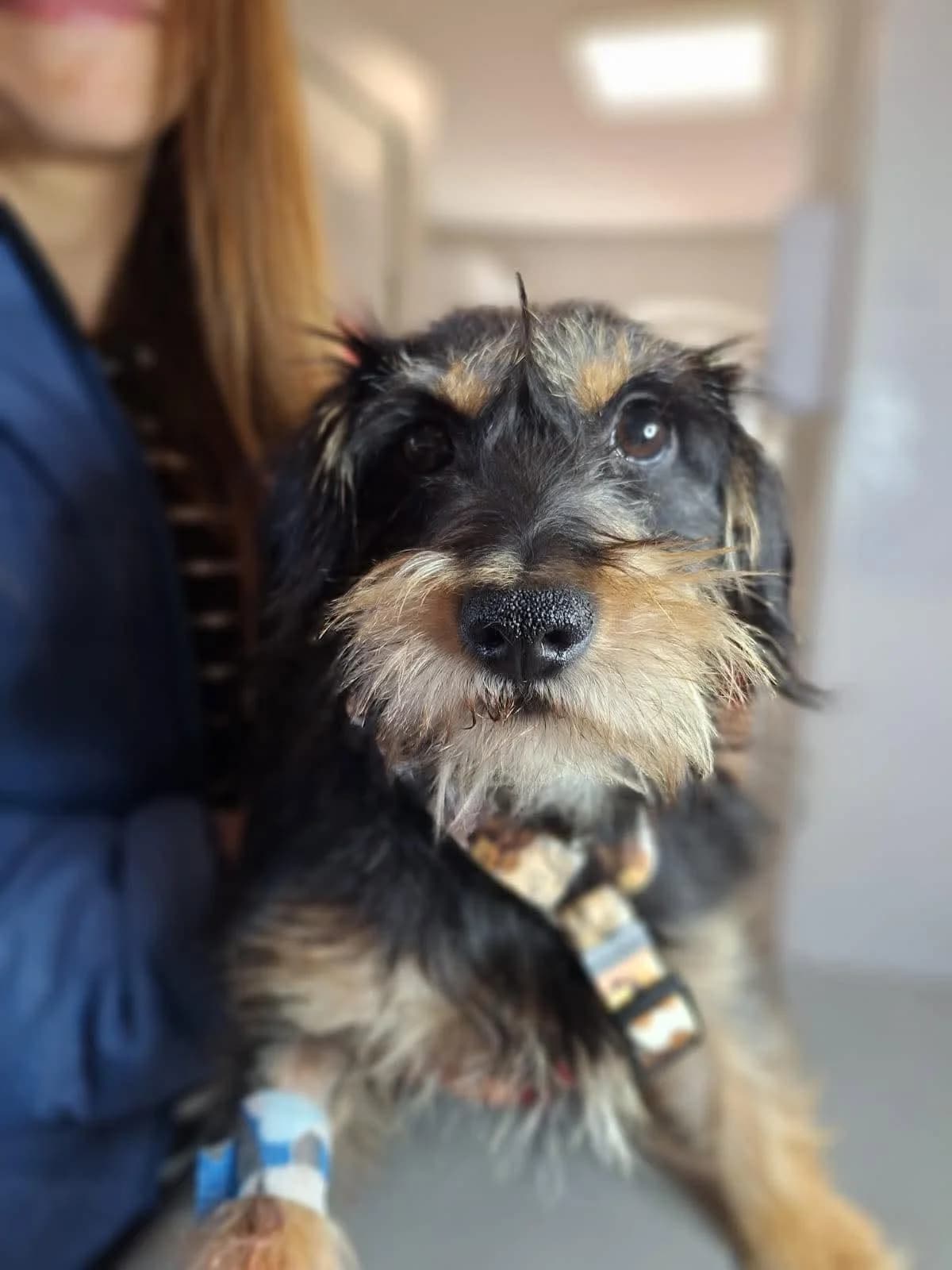 Grażynka, female Mixed Breed for adoption at Fundacja EkoStraż, Wrocław