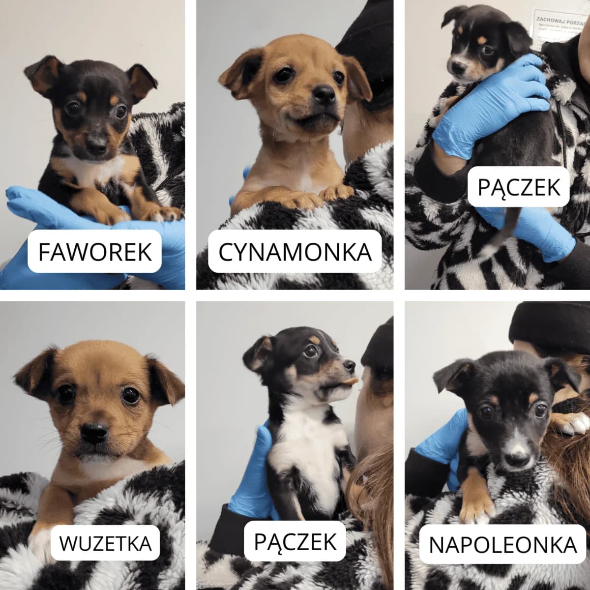 Wuzetka, Cynamonka, Napoleonka, Pączek i Faworek, female puppy Mixed Breed for adoption at Fundacja EkoStraż, Wrocław