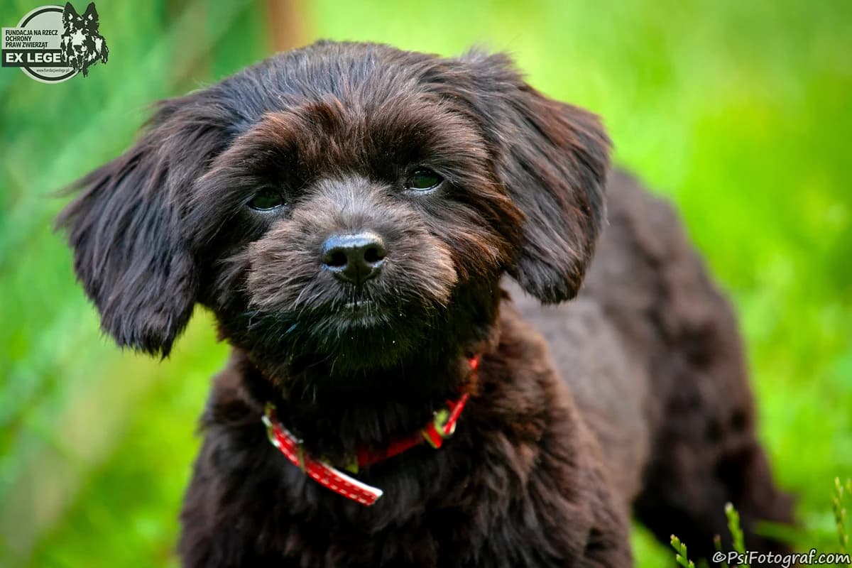 Izia i Lambi, senior Mixed Breed for adoption at Fundacja Na Rzecz Ochrony Praw Zwierząt EX LEGE