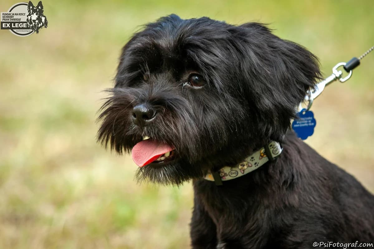 Harley, male young Mixed Breed for adoption at Fundacja Na Rzecz Ochrony Praw Zwierząt EX LEGE