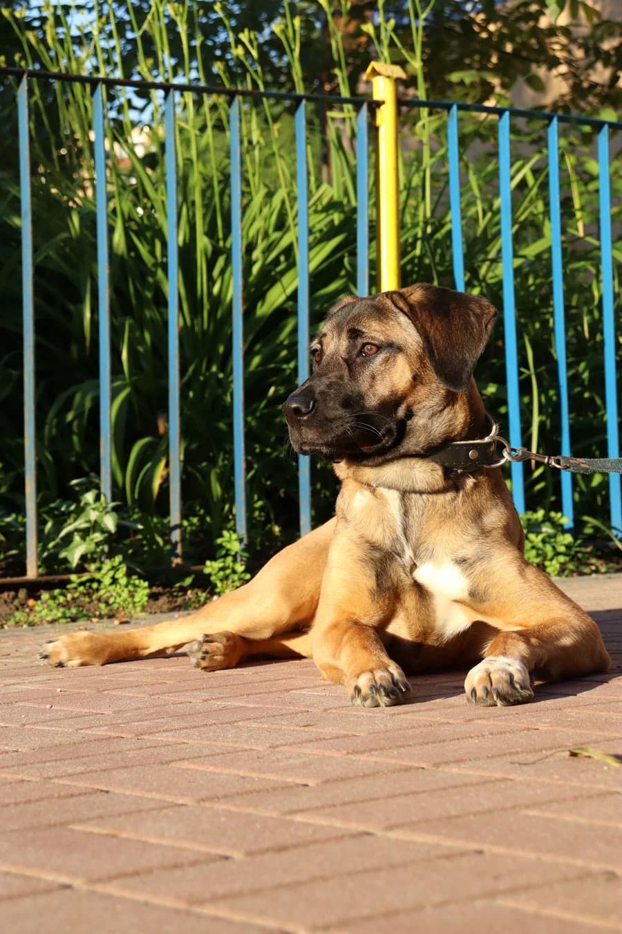 Aira, puppy Mixed Breed for adoption at Fundacja Na Rzecz Ochrony Praw Zwierząt EX LEGE