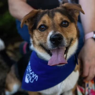 Milo, 3yo Mixed Breed for adoption at Fundacja FDZ Animalia, Wrocław