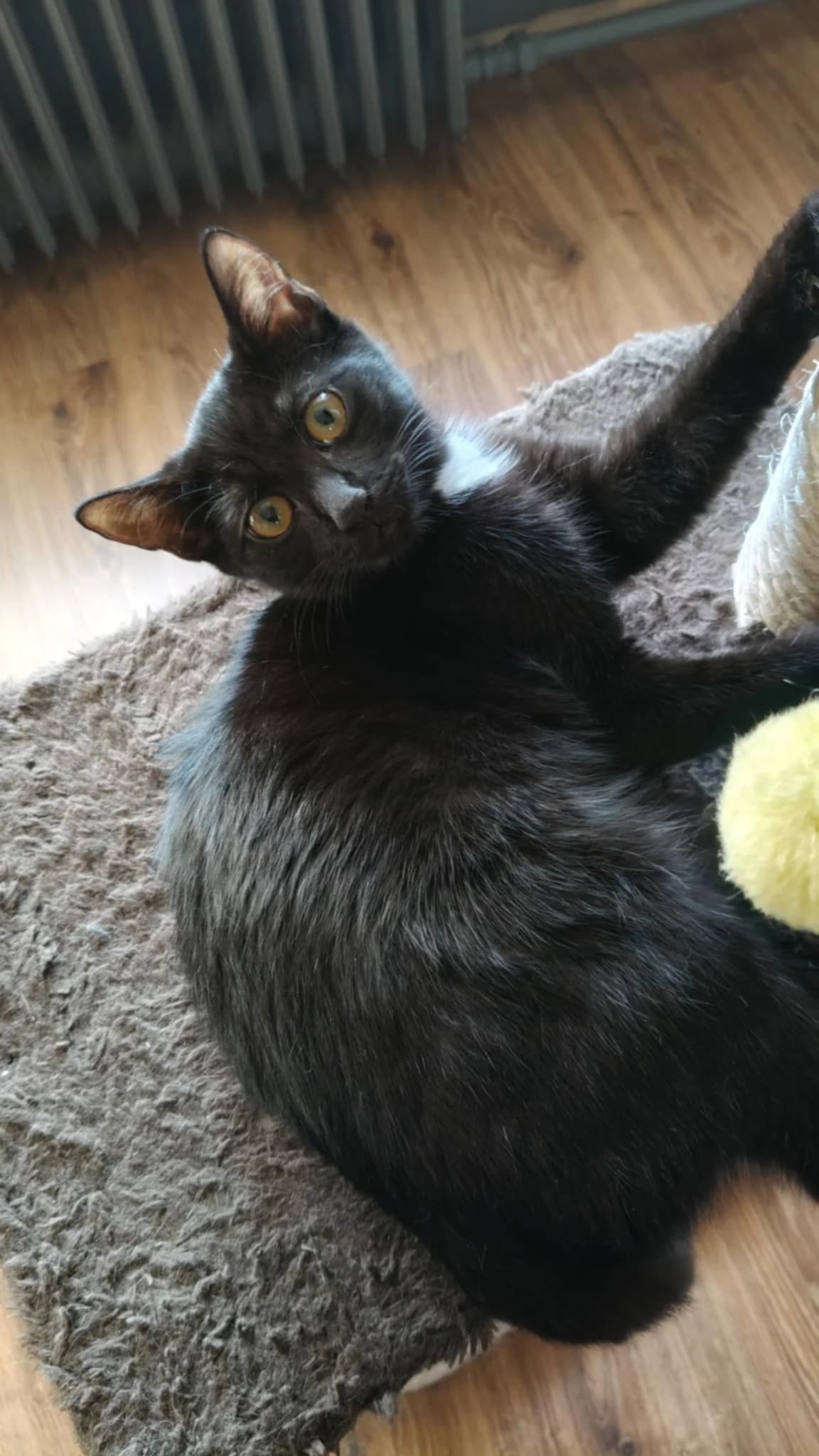 Batman, male Mixed Breed for adoption at Fundacja Jestem Głosem Tych Co Nie Mówią