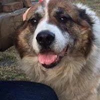 Bunia, senior Saint Bernard for adoption at Fundacja Jestem Głosem Tych Co Nie Mówią