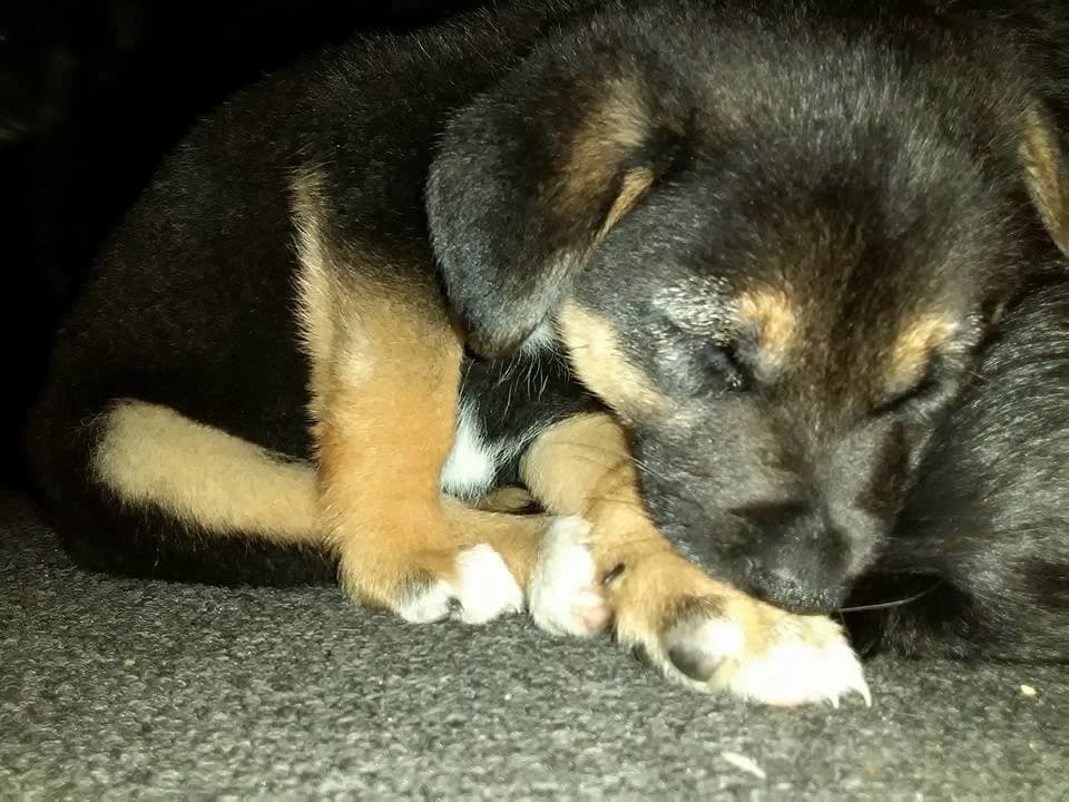 Burdżu szczeniaczek, male puppy Mixed Breed for adoption at Fundacja Jestem Głosem Tych Co Nie Mówią