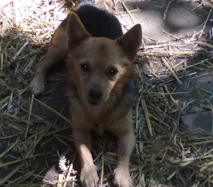 Chester, male Mixed Breed for adoption at Fundacja Jestem Głosem Tych Co Nie Mówią