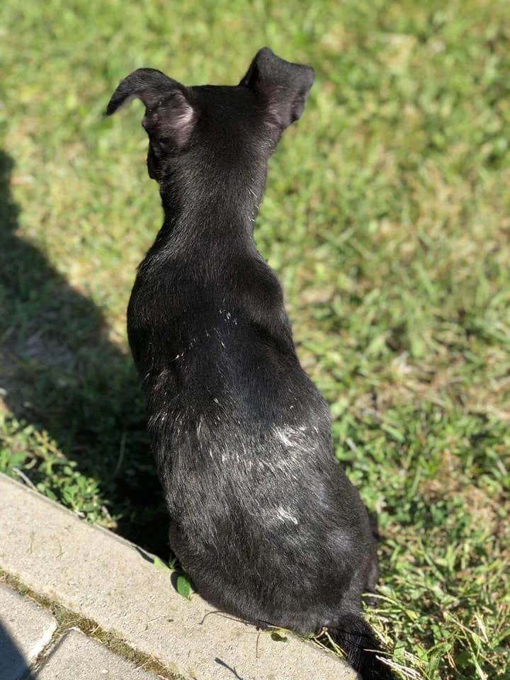 Czika, Mixed Breed for adoption at Fundacja Jestem Głosem Tych Co Nie Mówią