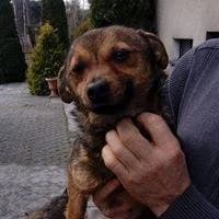 Dingo, male Mixed Breed for adoption at Fundacja Jestem Głosem Tych Co Nie Mówią