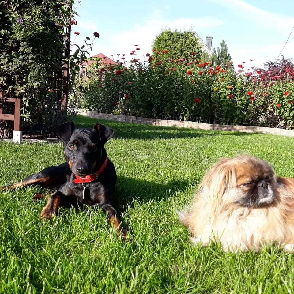 Dżeki, male 4yo Mixed Breed for adoption at Fundacja Jestem Głosem Tych Co Nie Mówią