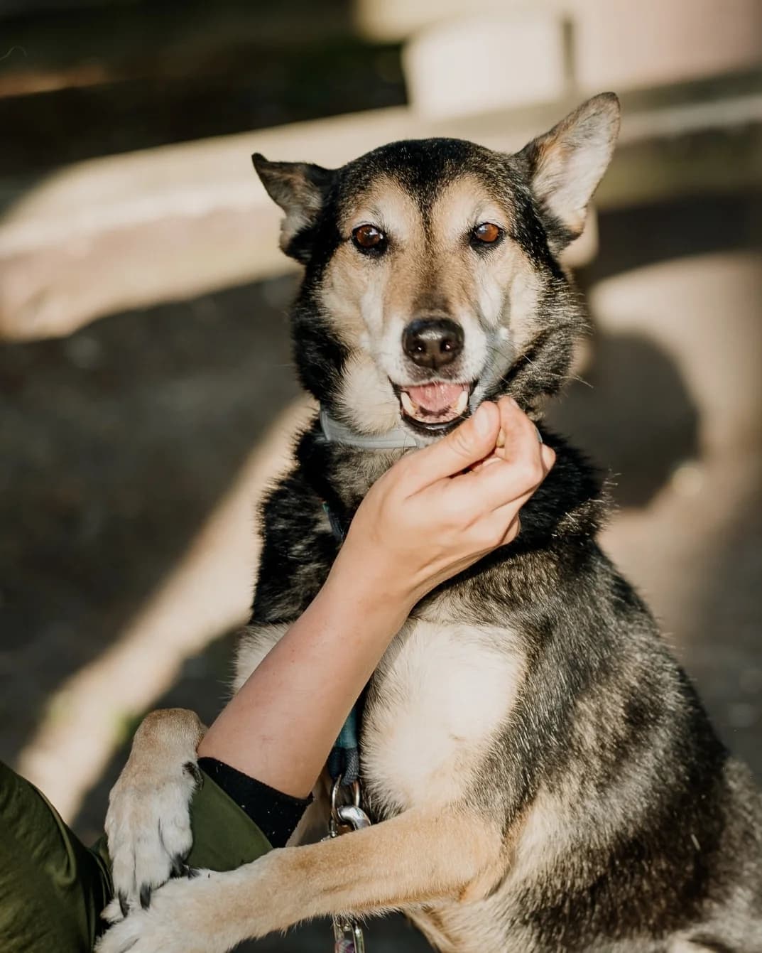 Dżok, senior Mixed Breed for adoption at Fundacja Jestem Głosem Tych Co Nie Mówią