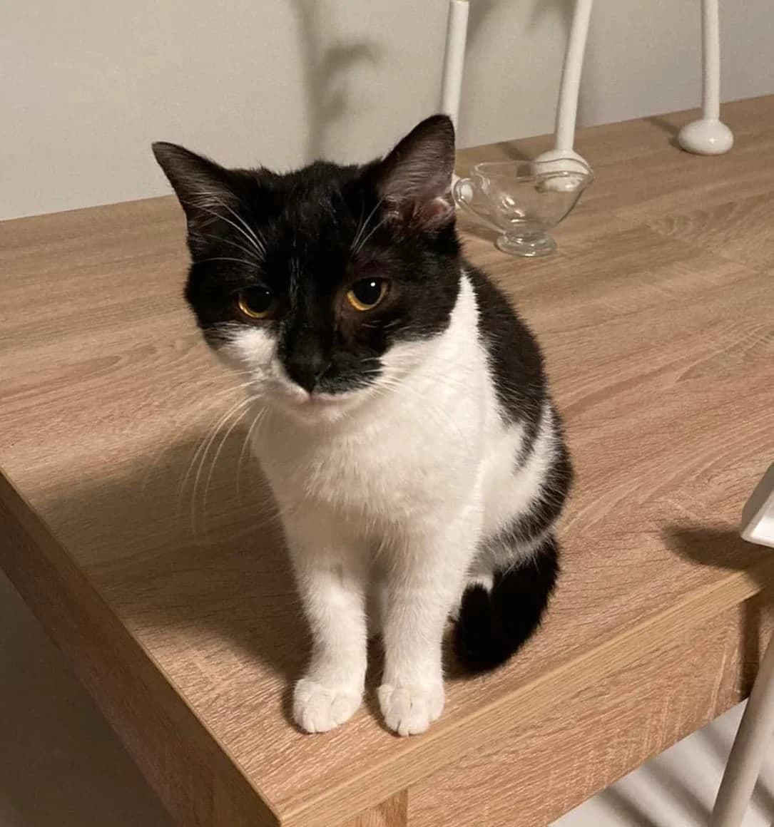 Fanta, female Mixed Breed for adoption at Fundacja Jestem Głosem Tych Co Nie Mówią