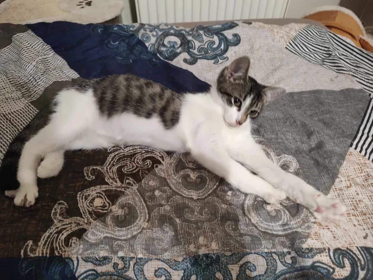 Feluś, male Mixed Breed for adoption at Fundacja Jestem Głosem Tych Co Nie Mówią