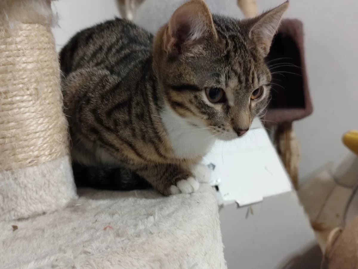 Figa, male Mixed Breed for adoption at Fundacja Jestem Głosem Tych Co Nie Mówią