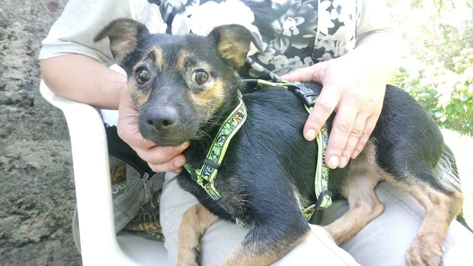 Gaja, 3yo Mixed Breed for adoption at Fundacja Jestem Głosem Tych Co Nie Mówią