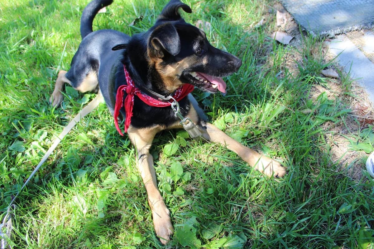 Gomez, young Mixed Breed for adoption at Fundacja Jestem Głosem Tych Co Nie Mówią