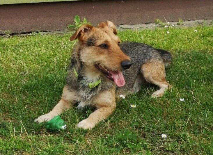 Gutek, young Mixed Breed for adoption at Fundacja Jestem Głosem Tych Co Nie Mówią