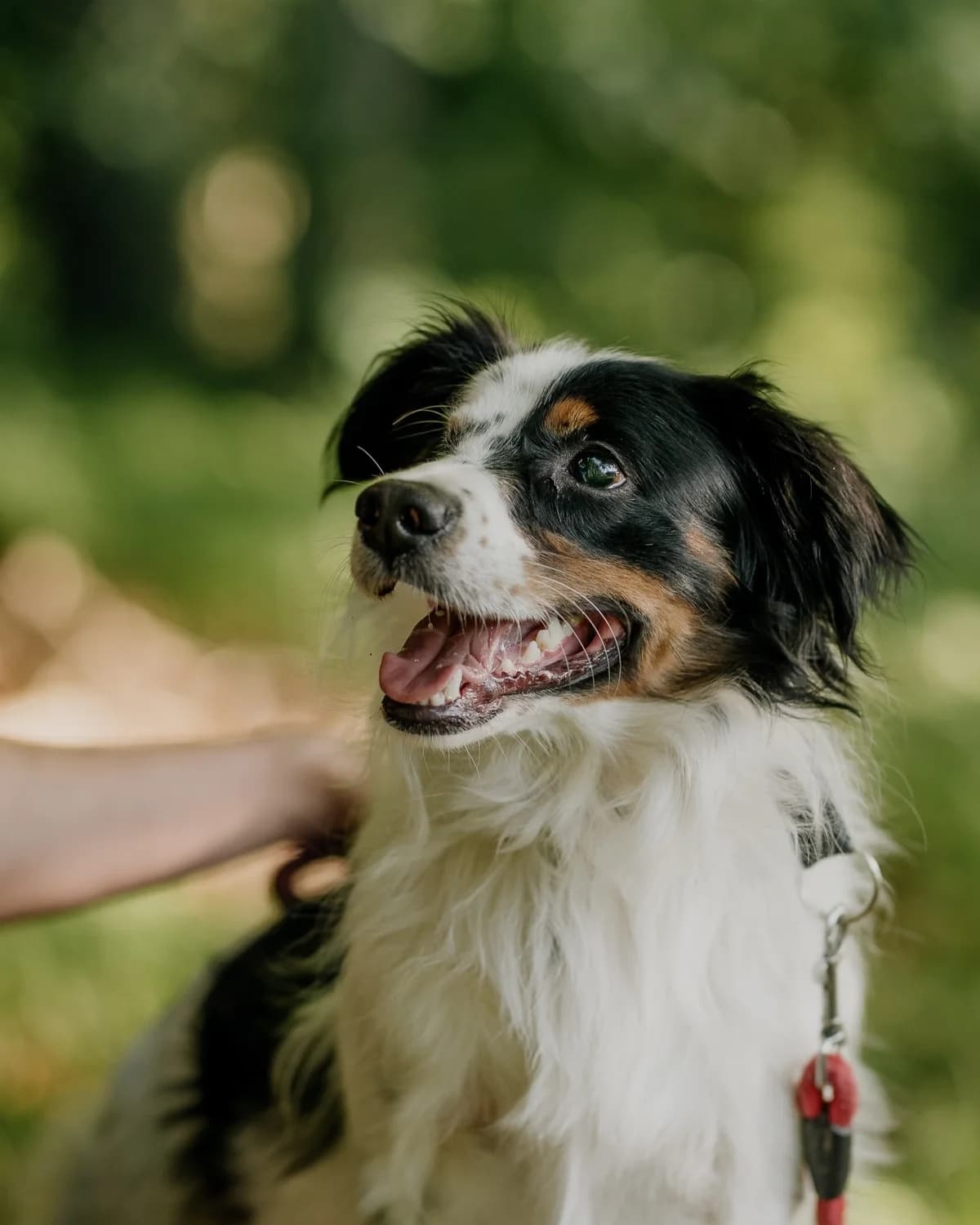 Jack, 3yo Mixed Breed for adoption at Fundacja Jestem Głosem Tych Co Nie Mówią