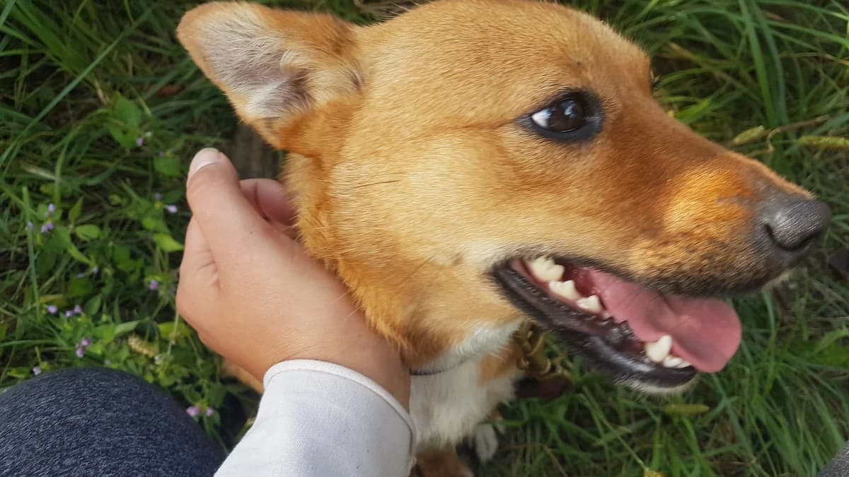 Kinia, 5yo Mixed Breed for adoption at Fundacja Jestem Głosem Tych Co Nie Mówią