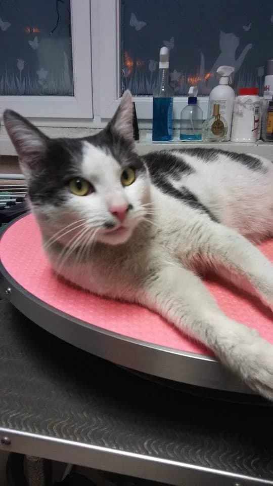 Kłębuszek, male 5yo Mixed Breed for adoption at Fundacja Jestem Głosem Tych Co Nie Mówią