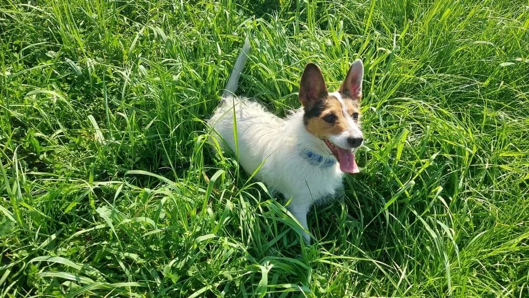 Luna, 7yo Mixed Breed for adoption at Fundacja Jestem Głosem Tych Co Nie Mówią