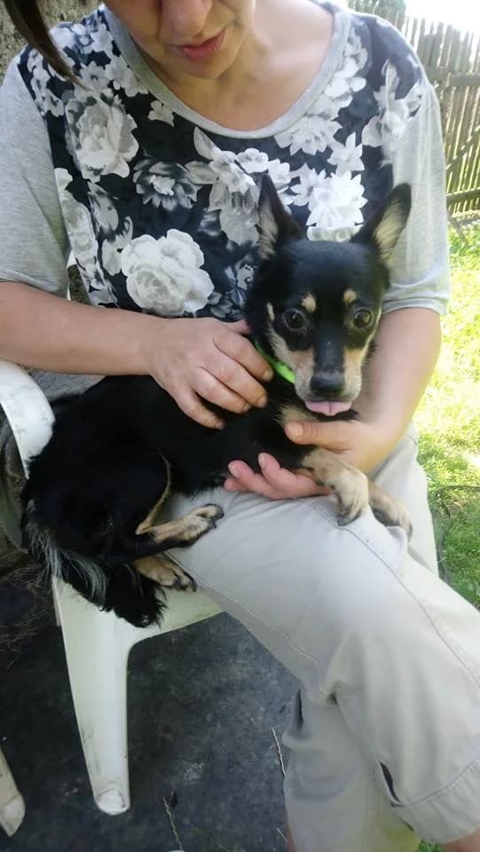 Lunka, 4yo Mixed Breed for adoption at Fundacja Jestem Głosem Tych Co Nie Mówią