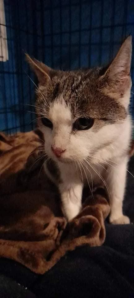 Maja, female Mixed Breed for adoption at Fundacja Jestem Głosem Tych Co Nie Mówią