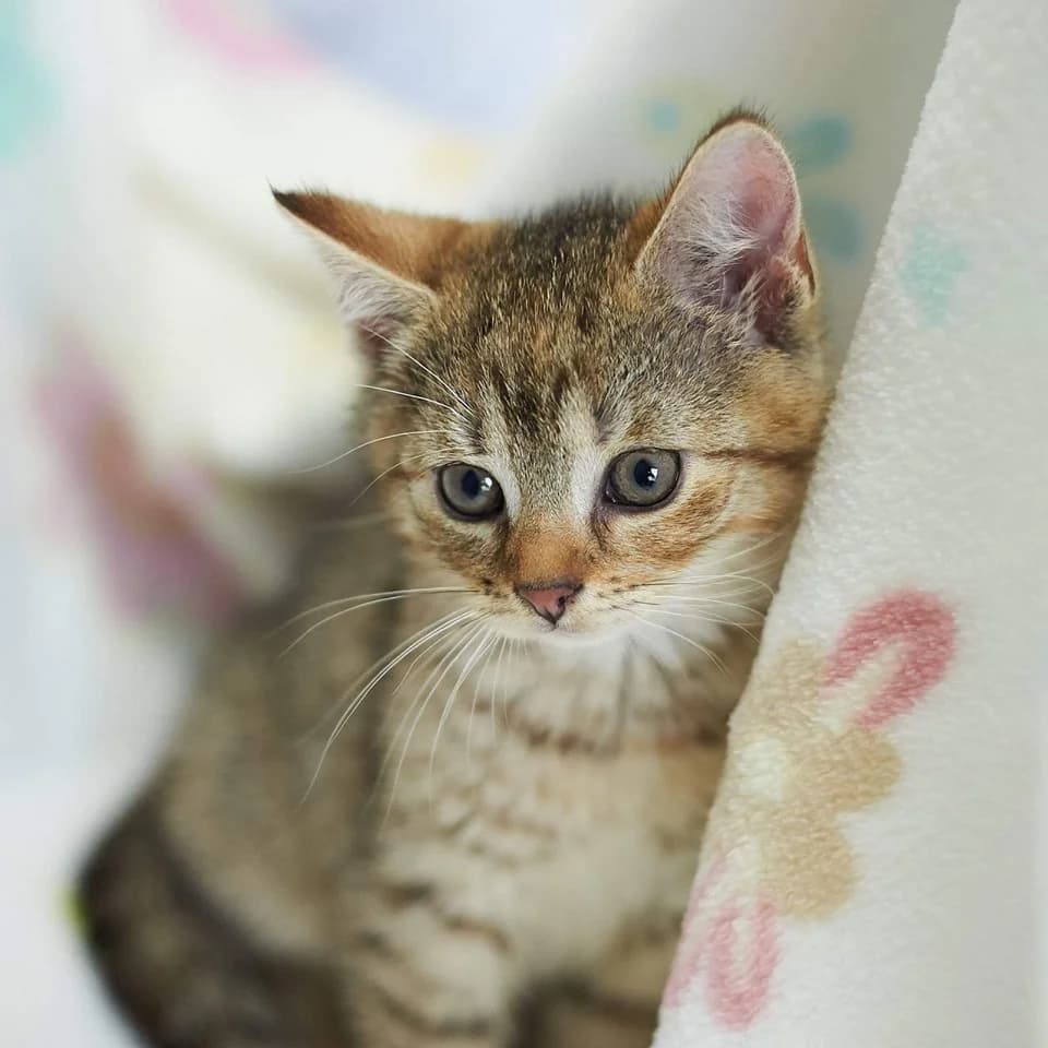 Mimoza, female Mixed Breed for adoption at Fundacja Jestem Głosem Tych Co Nie Mówią