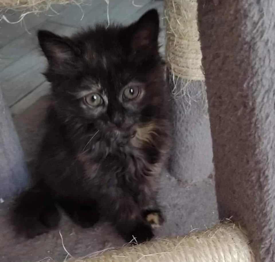 Nela, male senior Mixed Breed for adoption at Fundacja Jestem Głosem Tych Co Nie Mówią