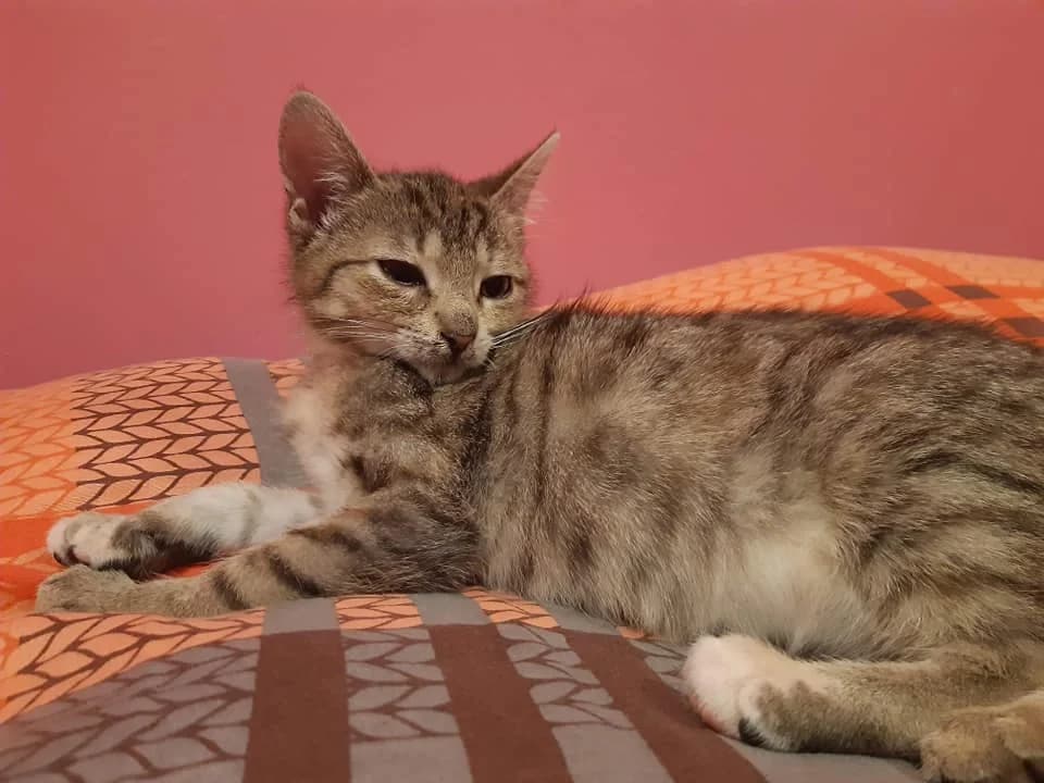Nita i Leoś, senior Mixed Breed for adoption at Fundacja Jestem Głosem Tych Co Nie Mówią