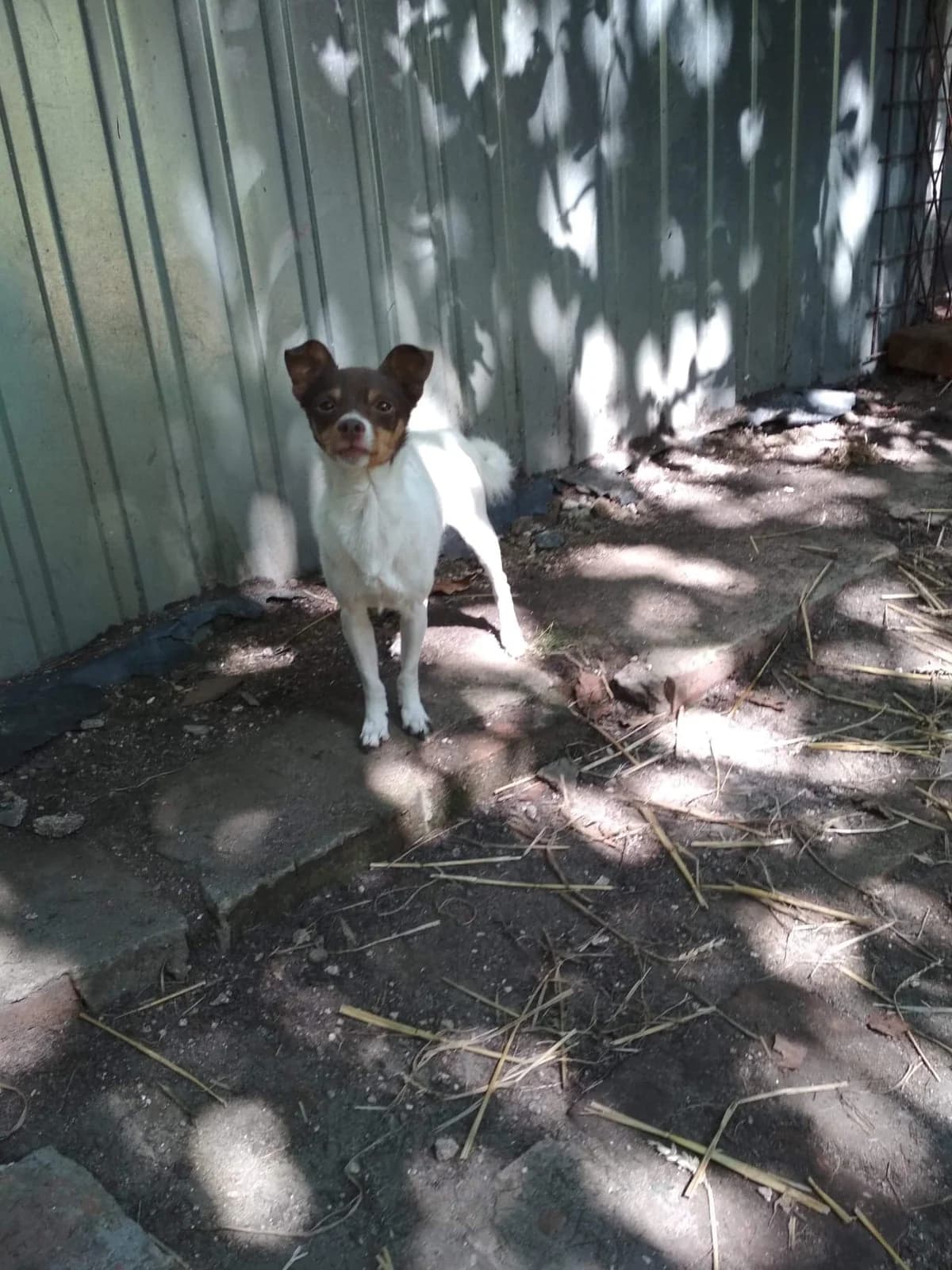 Reksio, male Mixed Breed for adoption at Fundacja Jestem Głosem Tych Co Nie Mówią