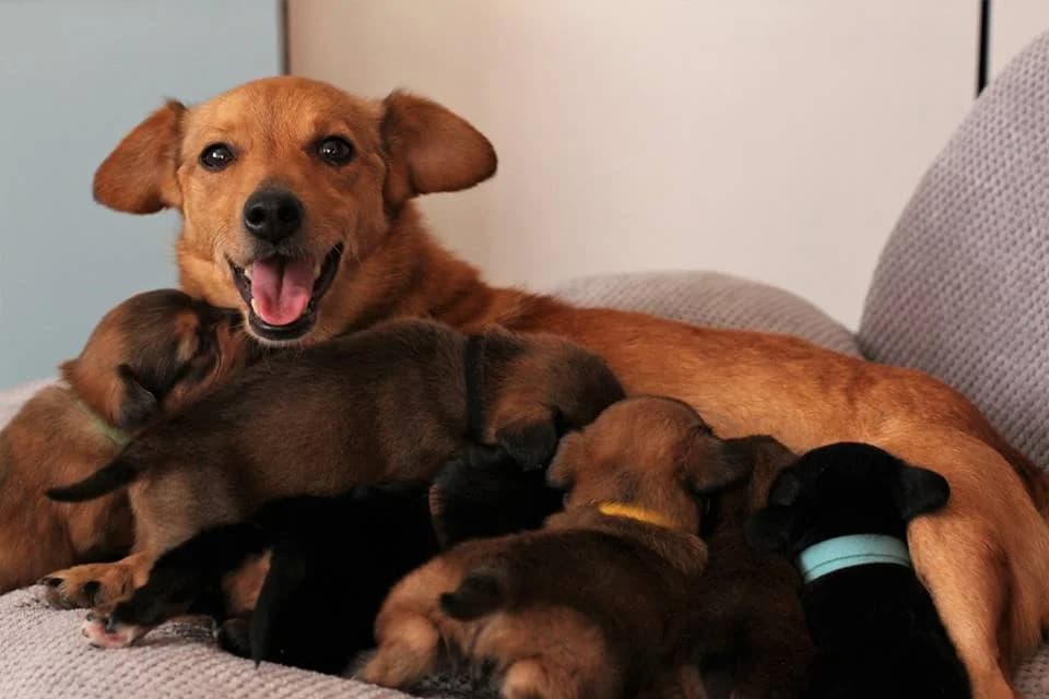 Rita, 3yo Mixed Breed for adoption at Fundacja Jestem Głosem Tych Co Nie Mówią