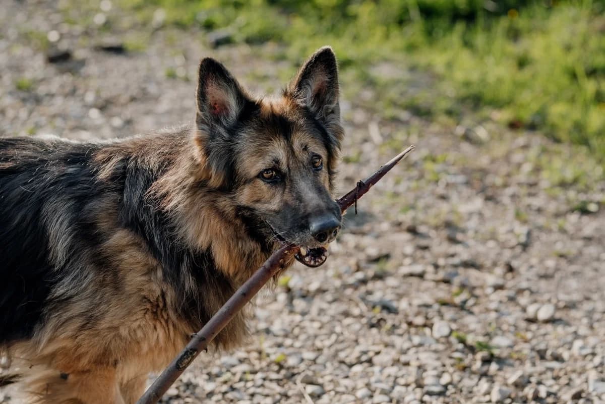 Saga, male Mixed Breed for adoption at Fundacja Jestem Głosem Tych Co Nie Mówią