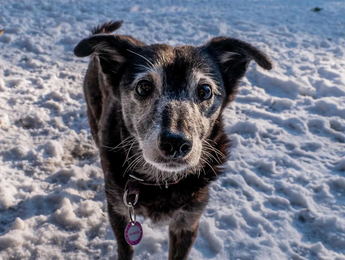 Sawa, male senior Mixed Breed for adoption at Fundacja Jestem Głosem Tych Co Nie Mówią