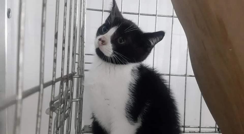 Tanos, male Mixed Breed for adoption at Fundacja Jestem Głosem Tych Co Nie Mówią