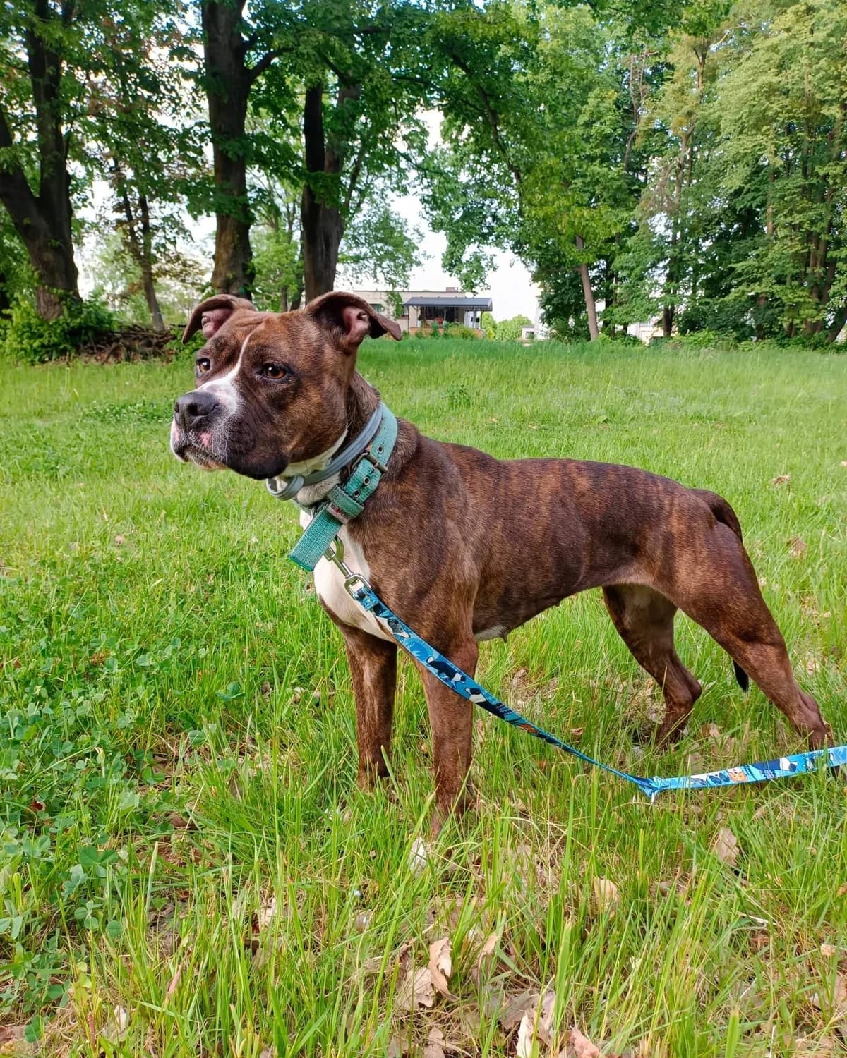Tika, 3yo Mixed Breed for adoption at Fundacja Jestem Głosem Tych Co Nie Mówią