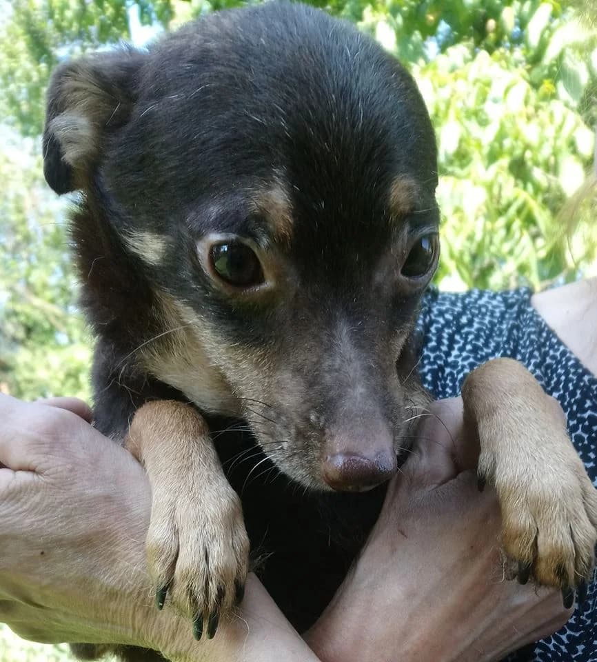 Tosiek, male Mixed Breed for adoption at Fundacja Jestem Głosem Tych Co Nie Mówią